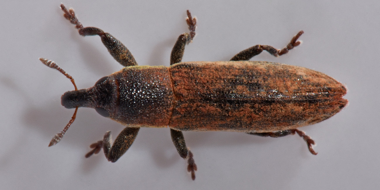 Curculionidae: Lixus scabricollis?  S !